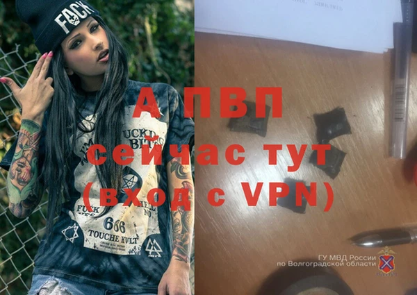 крисы Бородино